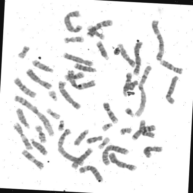 Dataset Image