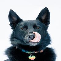 Dataset Image