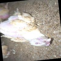 Dataset Image