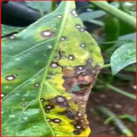 Dataset Image