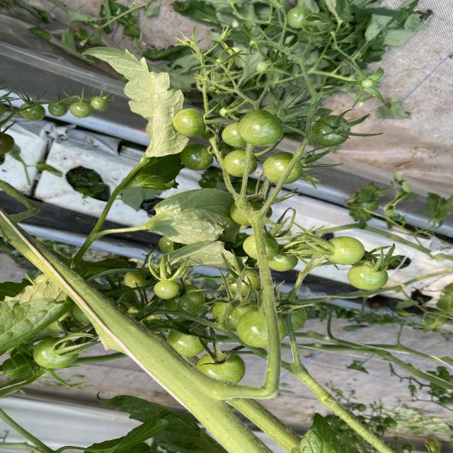 Dataset Image