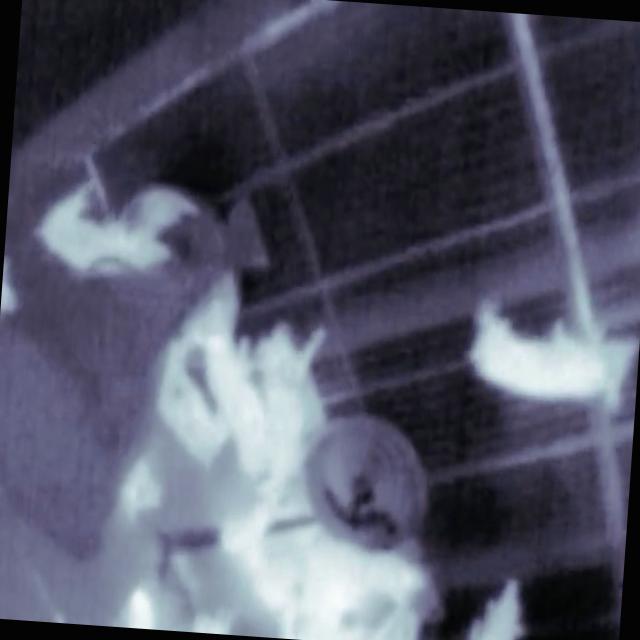 Dataset Image