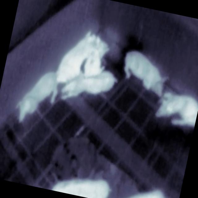 Dataset Image