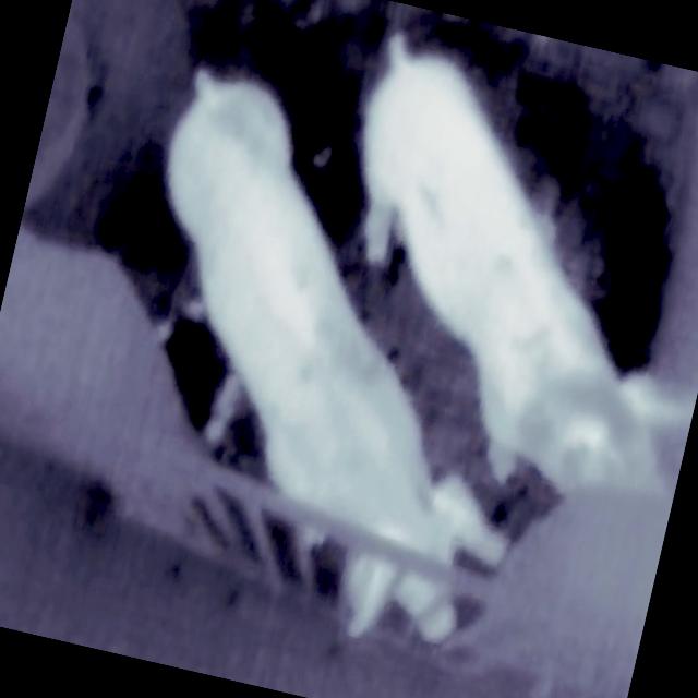 Dataset Image