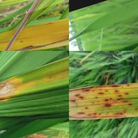 Dataset Image