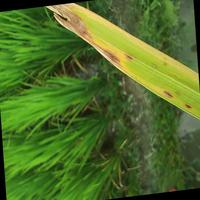 Dataset Image