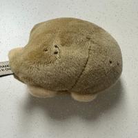 Dataset Image