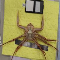 Dataset Image