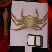 Dataset Image