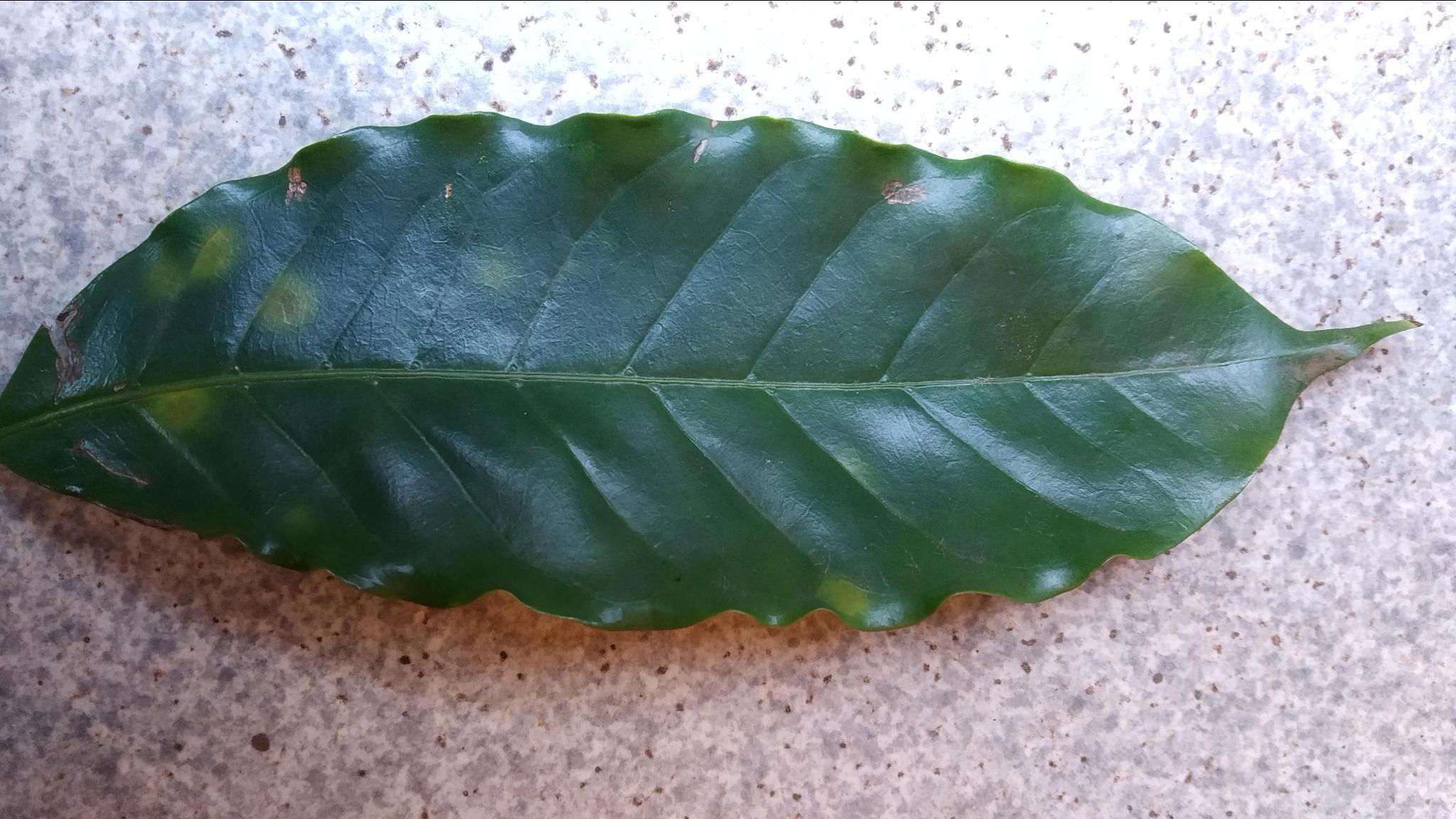 Dataset Image