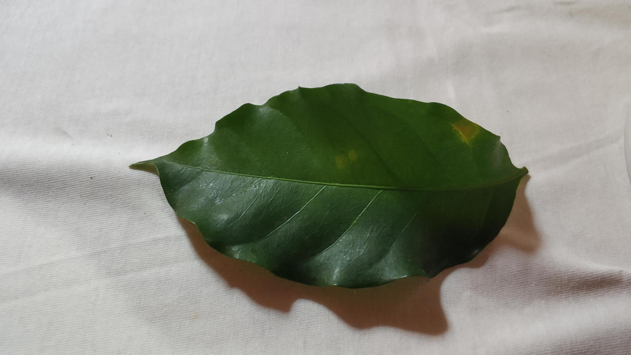 Dataset Image
