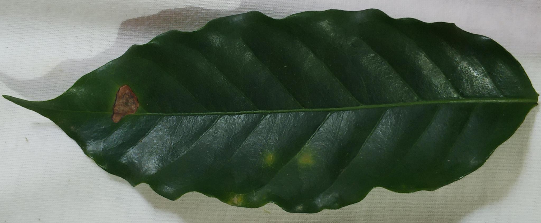 Dataset Image