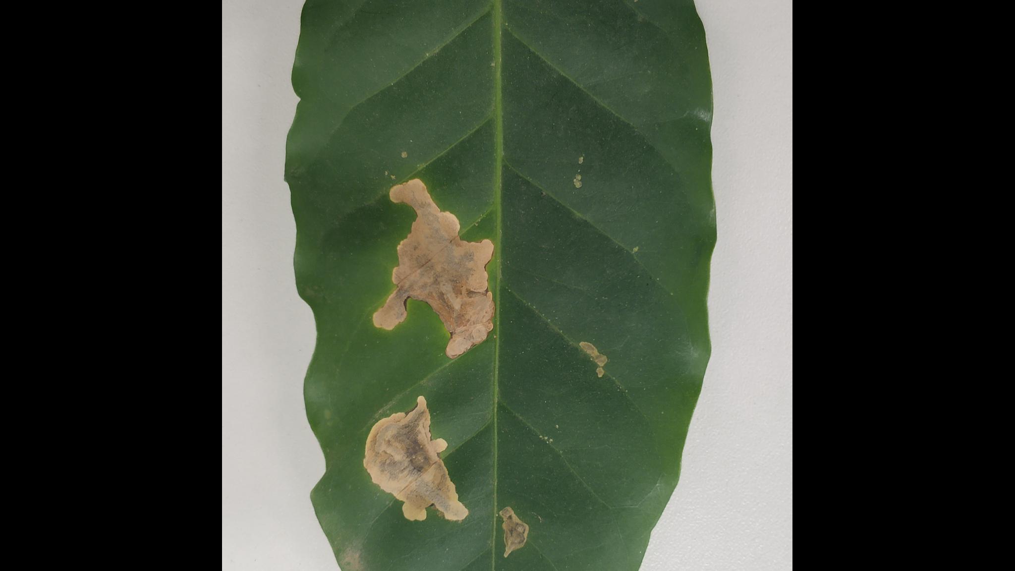 Dataset Image