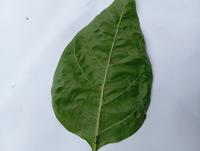 Dataset Image