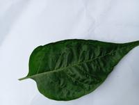 Dataset Image