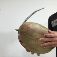 Dataset Image