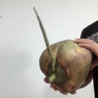 Dataset Image