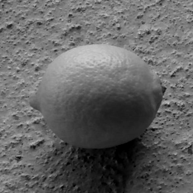 Dataset Image