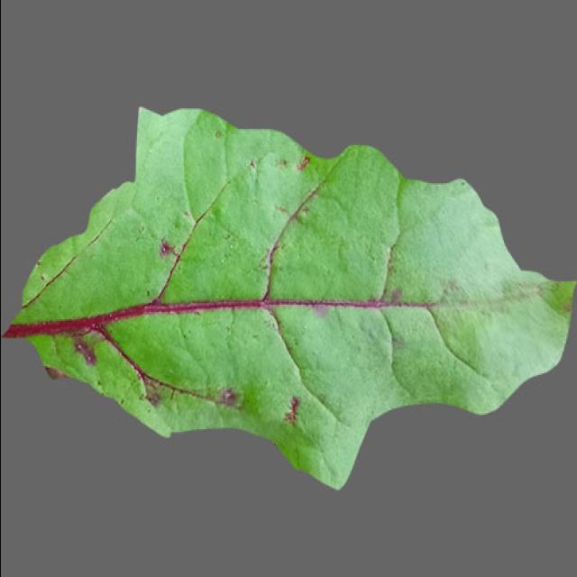Dataset Image