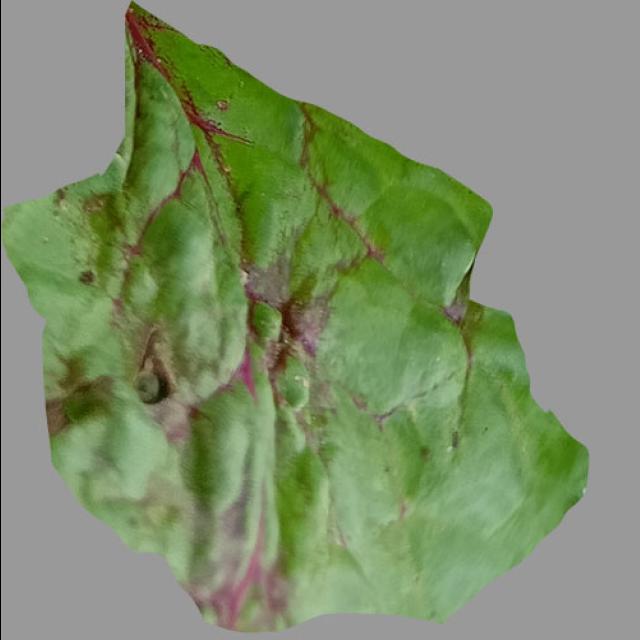 Dataset Image