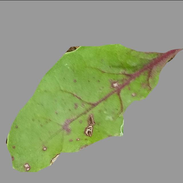 Dataset Image