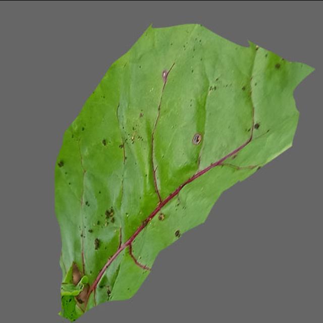 Dataset Image