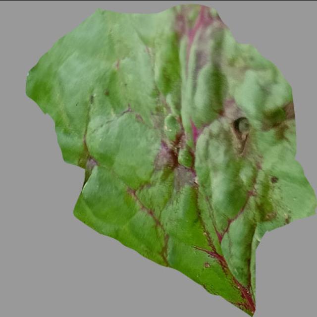 Dataset Image