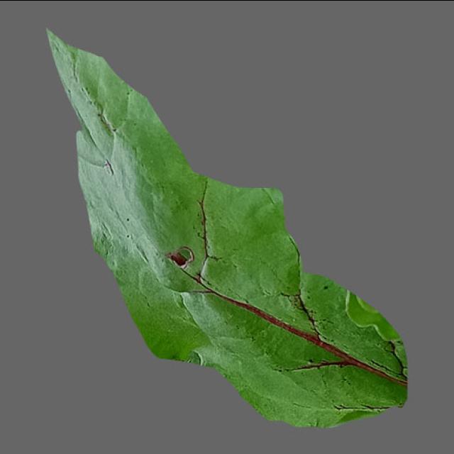 Dataset Image