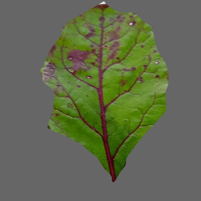 Dataset Image