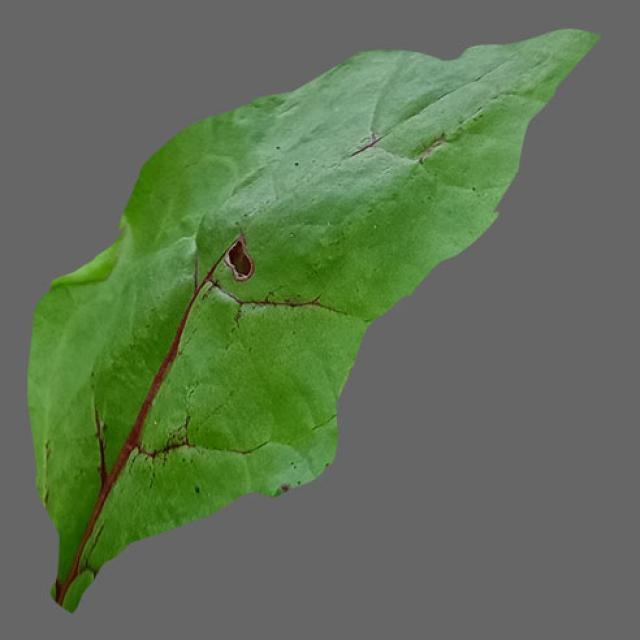Dataset Image