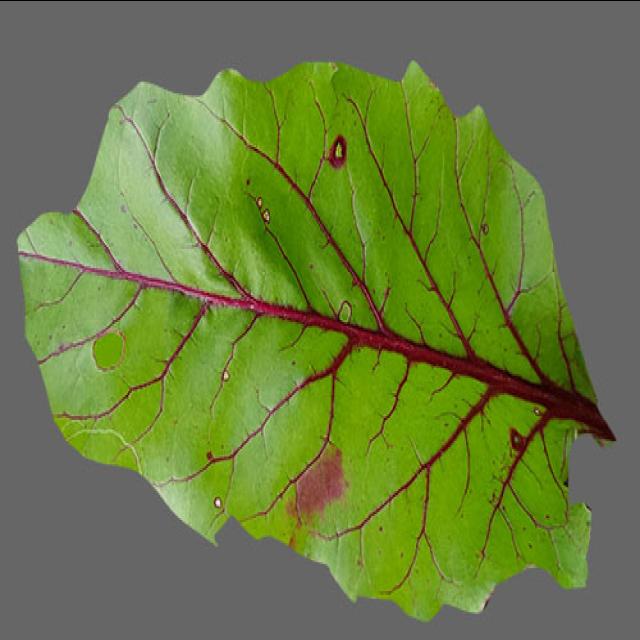 Dataset Image