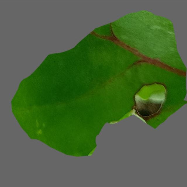 Dataset Image