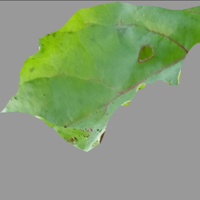Dataset Image