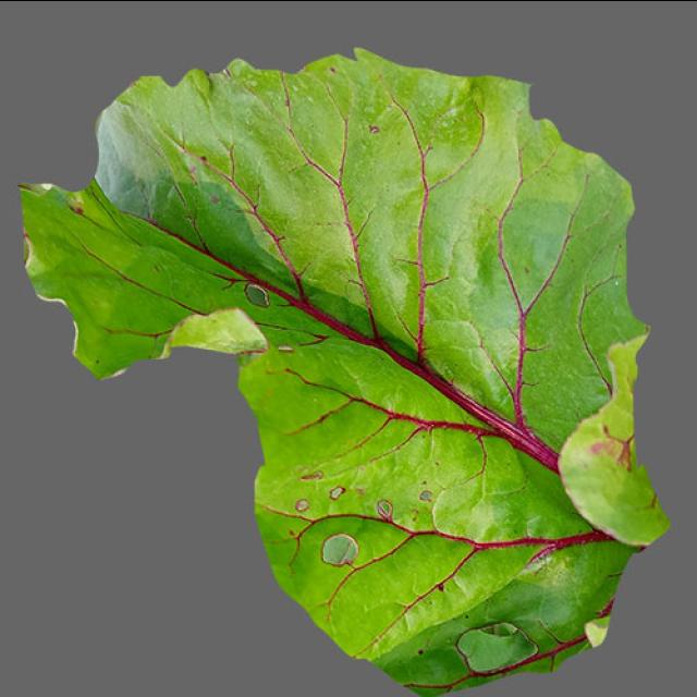 Dataset Image