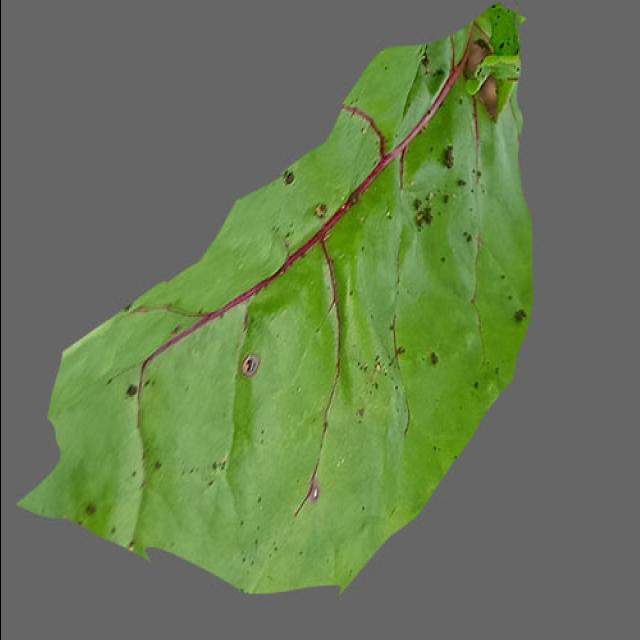 Dataset Image