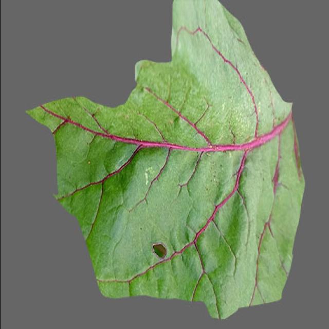 Dataset Image