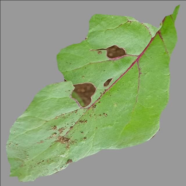 Dataset Image