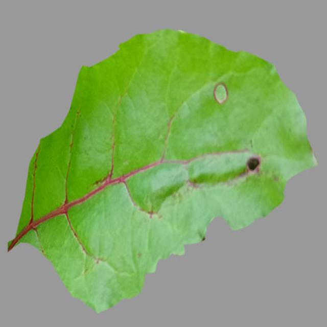 Dataset Image