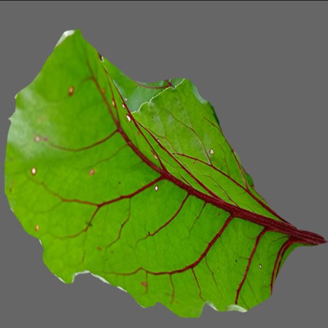 Dataset Image