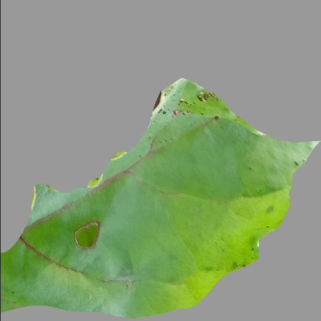Dataset Image