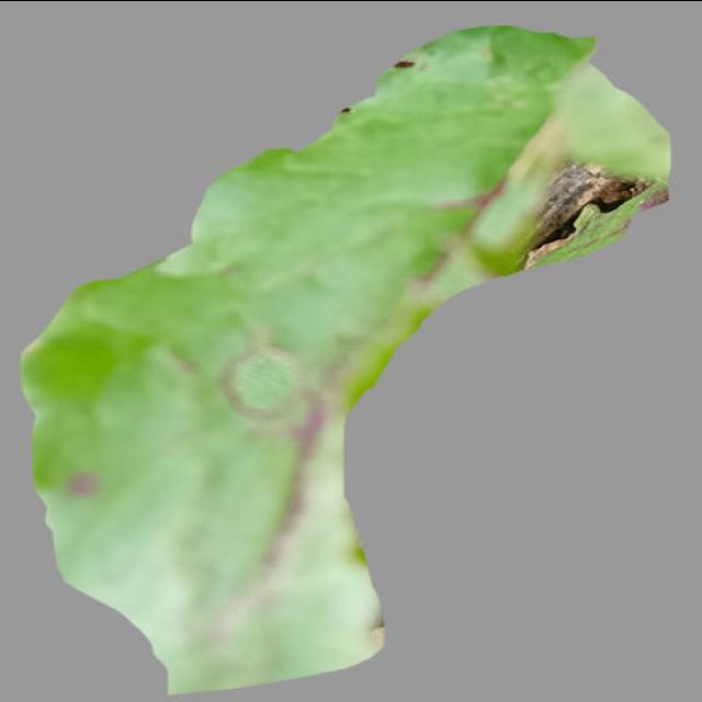 Dataset Image