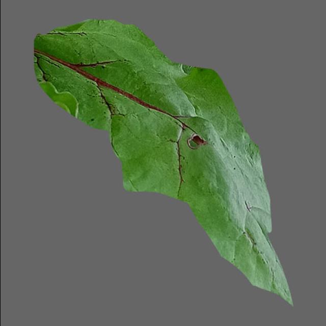 Dataset Image