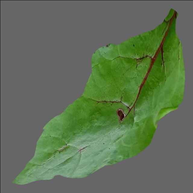 Dataset Image