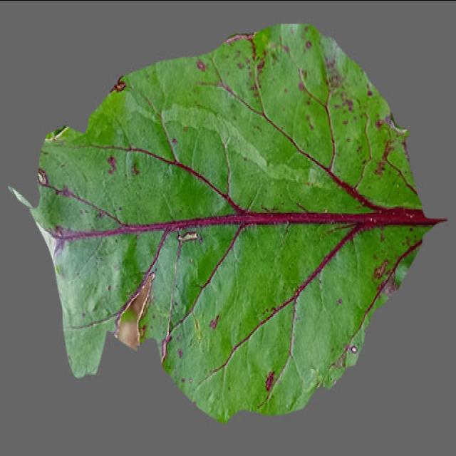 Dataset Image