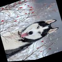 Dataset Image