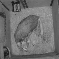 Dataset Image