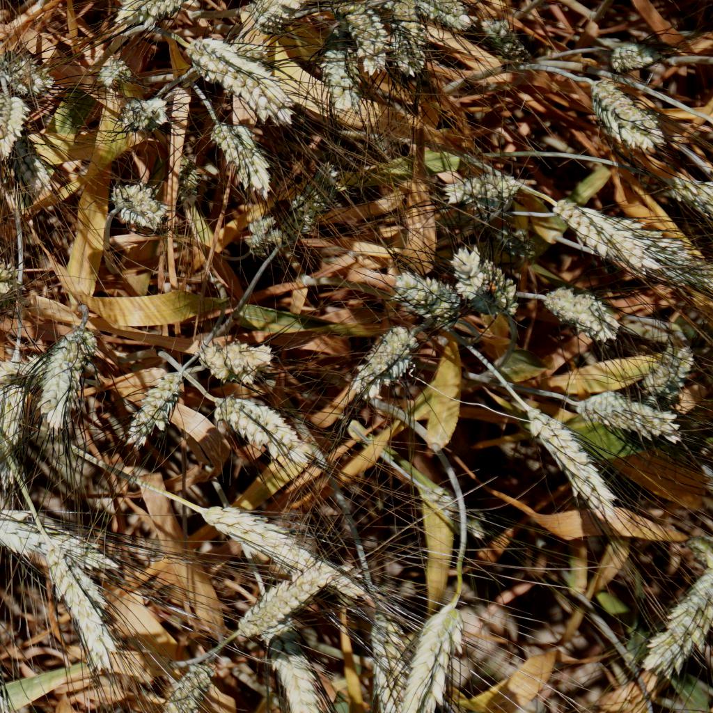 Dataset Image
