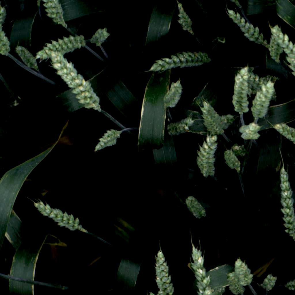 Dataset Image