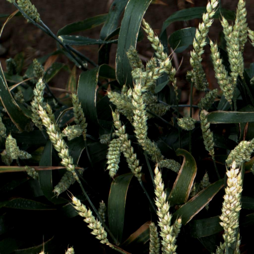 Dataset Image
