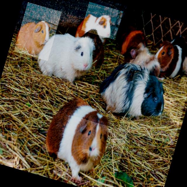 Dataset Image